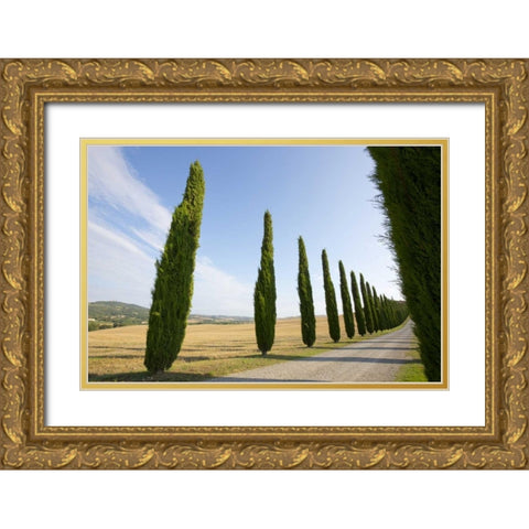Italy, Tuscany Road and cypress trees Gold Ornate Wood Framed Art Print with Double Matting by Delisle, Gilles