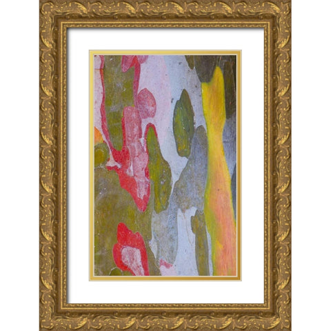 Italy, Tuscany Cypress tree bark patterns Gold Ornate Wood Framed Art Print with Double Matting by Delisle, Gilles