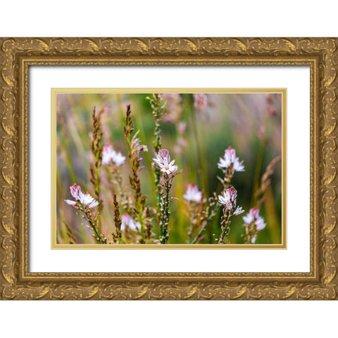 Messina Province-Caronia Wild flowers in a field near the medieval town of Caronia Gold Ornate Wood Framed Art Print with Double Matting by Wilson, Emily