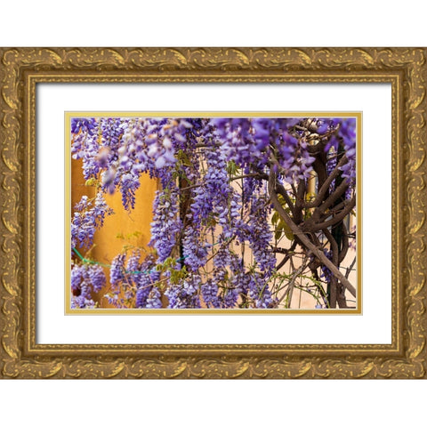 Messina Province-Tripi Wisteria flowers hanging in the medieval hilltop town of Tripi Gold Ornate Wood Framed Art Print with Double Matting by Wilson, Emily