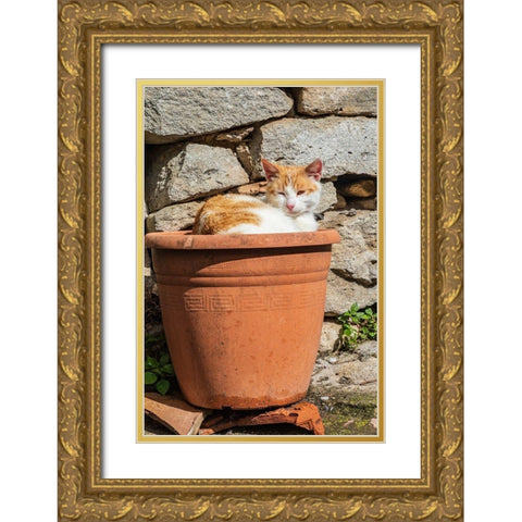 Messina Province-Montalbano Elicona Orange and white cat in terra cotta planter pot Gold Ornate Wood Framed Art Print with Double Matting by Wilson, Emily