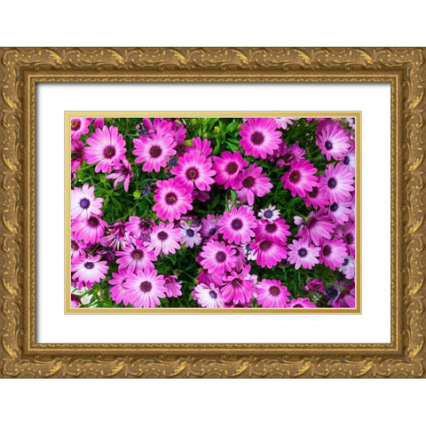 Trapani Province-Erice African Daisies in the ancient hill town of Erice Gold Ornate Wood Framed Art Print with Double Matting by Wilson, Emily