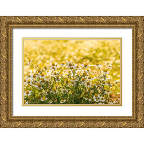 Field of chamomile Gold Ornate Wood Framed Art Print with Double Matting by Wilson, Emily