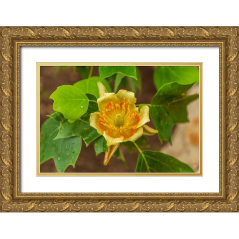 Italy-Apulia Yellow flower showing petals-stamen-and pistil Gold Ornate Wood Framed Art Print with Double Matting by Wilson, Emily