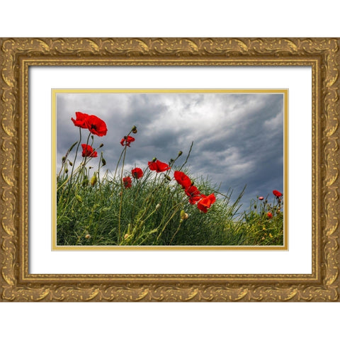 Italy-Apulia-Province of Taranto-Laterza Poppies against a stormy sky Gold Ornate Wood Framed Art Print with Double Matting by Wilson, Emily