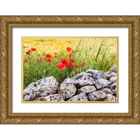 Italy-Apulia-Province of Taranto-Laterza Field of barley with poppies and an old stone wall Gold Ornate Wood Framed Art Print with Double Matting by Wilson, Emily