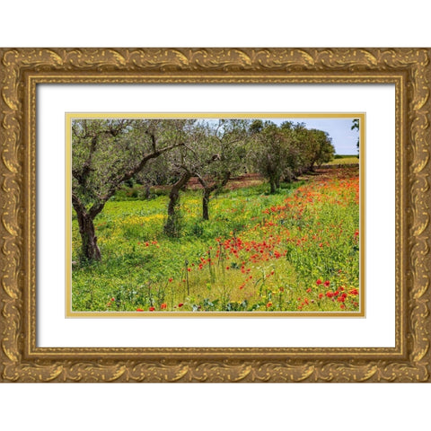 Italy-Apulia-Metropolitan City of Bari-Gioia del Colle Poppies growing amid rows of olive trees Gold Ornate Wood Framed Art Print with Double Matting by Wilson, Emily