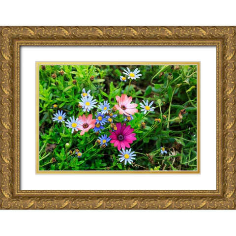 Italy-Apulia-Metropolitan City of Bari-Gioia del Colle Colorful wildflowers Gold Ornate Wood Framed Art Print with Double Matting by Wilson, Emily