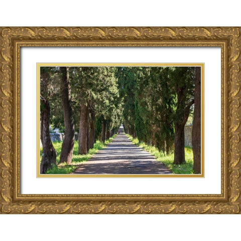 Italy-Apulia-Metropolitan City of Bari-Locorotondo Tree-lined walkway Gold Ornate Wood Framed Art Print with Double Matting by Wilson, Emily