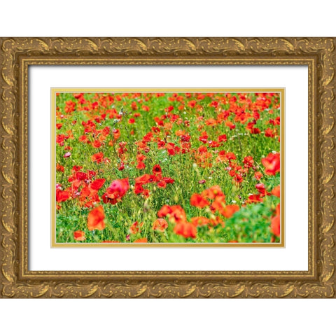 Italy-Apulia-Metropolitan City of Bari-Locorotondo Field of poppies Gold Ornate Wood Framed Art Print with Double Matting by Wilson, Emily
