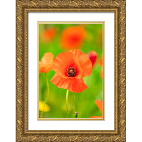 Italy-Apulia-Province of Bari Countryside with poppies and olive trees Gold Ornate Wood Framed Art Print with Double Matting by Wilson, Emily