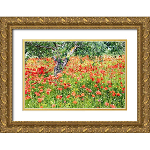 Italy-Apulia-Province of Bari Countryside with poppies and olive trees Gold Ornate Wood Framed Art Print with Double Matting by Wilson, Emily