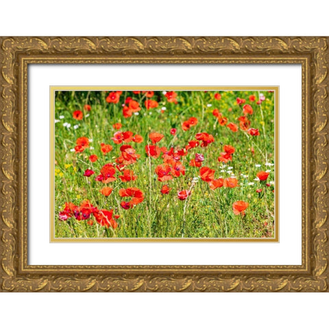 Italy-Apulia-Province of Bari Countryside with poppies  Gold Ornate Wood Framed Art Print with Double Matting by Wilson, Emily