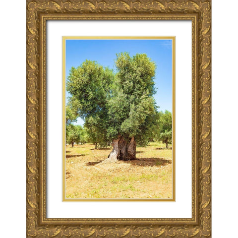 Italy-Apulia-Province of Brindisi-Ostuni Huge ancient olive tree Gold Ornate Wood Framed Art Print with Double Matting by Wilson, Emily