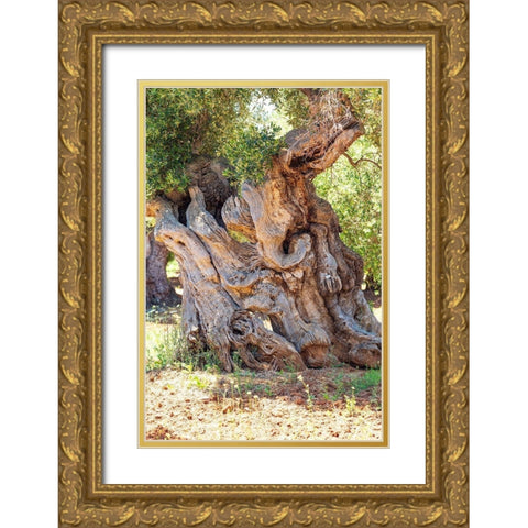 Italy-Apulia-Province of Brindisi-Ostuni Huge ancient olive tree Gold Ornate Wood Framed Art Print with Double Matting by Wilson, Emily