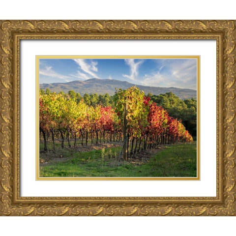 Italy-Chianti Vineyard in autumn in the Chianti region of Tuscany Gold Ornate Wood Framed Art Print with Double Matting by Eggers, Julie