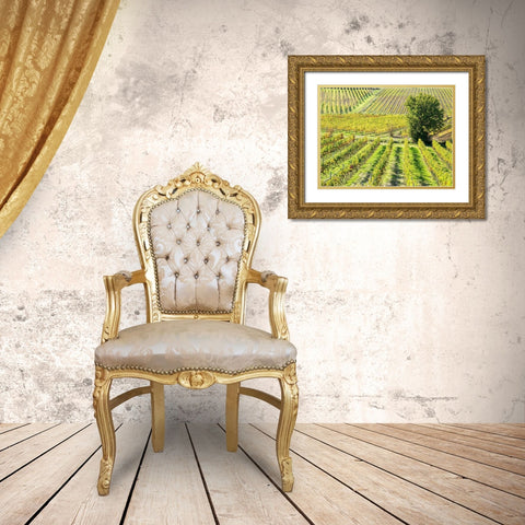 Italy-Chianti Vineyard in autumn in the Chianti region of Tuscany Gold Ornate Wood Framed Art Print with Double Matting by Eggers, Julie