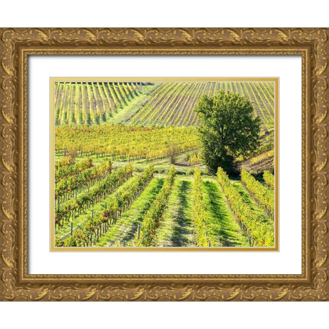 Italy-Chianti Vineyard in autumn in the Chianti region of Tuscany Gold Ornate Wood Framed Art Print with Double Matting by Eggers, Julie