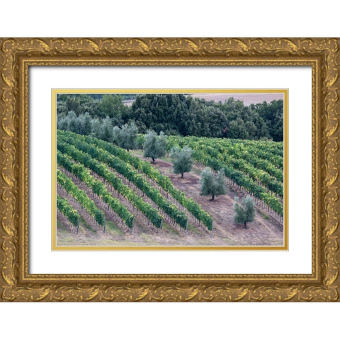 Italy-Tuscany Vineyard and olive trees in the Tuscan landscape Gold Ornate Wood Framed Art Print with Double Matting by Eggers, Julie