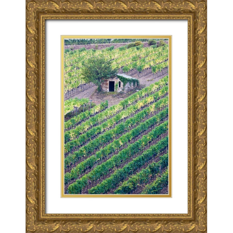 Italy-Tuscany Vineyard with grapes on the vine and small shed in the field Gold Ornate Wood Framed Art Print with Double Matting by Eggers, Julie