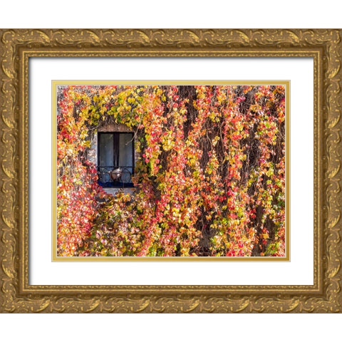 Italy-Tuscany-Pienza Ivy covered wall along the streets Gold Ornate Wood Framed Art Print with Double Matting by Eggers, Julie