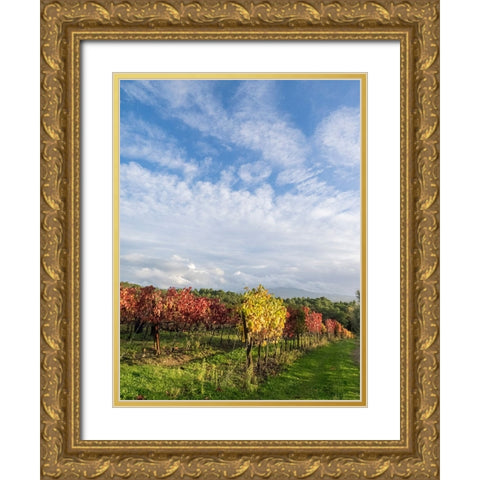 Italy-Tuscany Colorful vineyards in autumn with blue skies and clouds Gold Ornate Wood Framed Art Print with Double Matting by Eggers, Julie