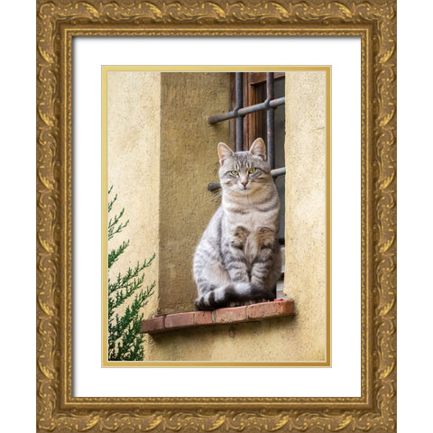 Italy-Tuscany-Pienza Cat sitting on a window ledge along the streets Gold Ornate Wood Framed Art Print with Double Matting by Eggers, Julie