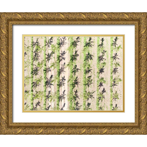 Italy-Mantua-poplar tree plantation-poplar trees are used to produce pulp for paper making Gold Ornate Wood Framed Art Print with Double Matting by Molinari, Michele
