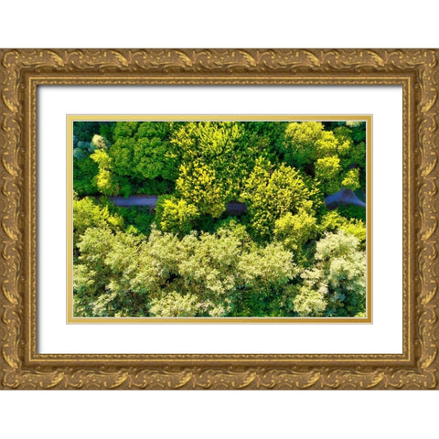 Italy-Mantua-forest treetops Gold Ornate Wood Framed Art Print with Double Matting by Molinari, Michele