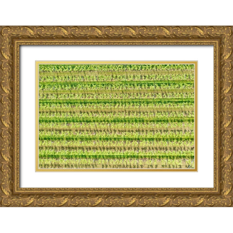 Italy-Valpolicella vineyards Gold Ornate Wood Framed Art Print with Double Matting by Molinari, Michele