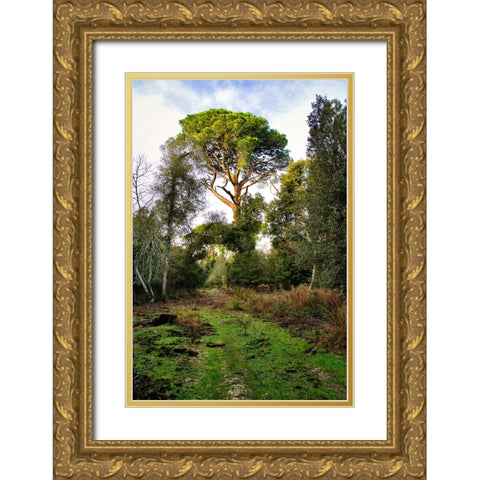 Italy-Riserva Naturale di Massaciuccoli San Rossore-protected coastal forest in Tuscany Gold Ornate Wood Framed Art Print with Double Matting by Molinari, Michele