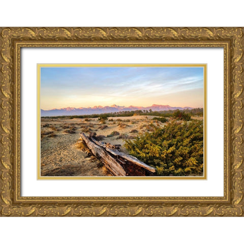Italy-Riserva Naturale di Massaciuccoli San Rossore-protected coastal forest in Tuscan Gold Ornate Wood Framed Art Print with Double Matting by Molinari, Michele