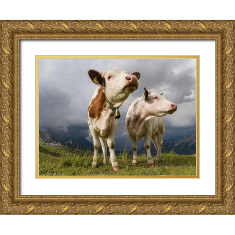 Cows on alpine pasture Dolomites at Passo Giau Italy Gold Ornate Wood Framed Art Print with Double Matting by Zwick, Martin