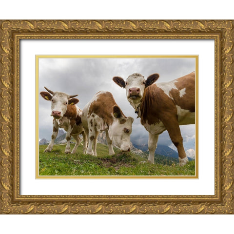 Cows on alpine pasture Dolomites at Passo Giau Italy Gold Ornate Wood Framed Art Print with Double Matting by Zwick, Martin