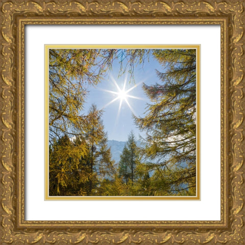 Mountain forest with European Larch-Larix decidua-in the dolomites of South Tyrol-Alto Adige in the Gold Ornate Wood Framed Art Print with Double Matting by Zwick, Martin