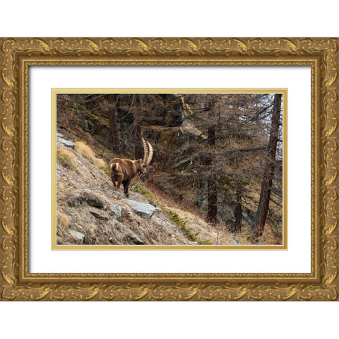 Alpine ibex-capra ibex-Valsavarenche-Gran Paradiso National Park-Aosta Valley-Italy Gold Ornate Wood Framed Art Print with Double Matting by Pitamitz, Sergio