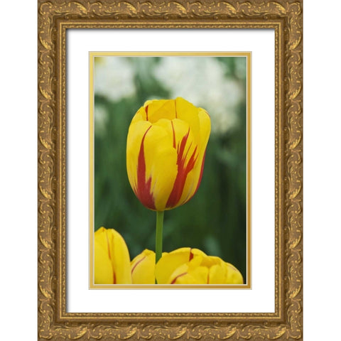 Netherlands, Lisse Tulip variety Gold Ornate Wood Framed Art Print with Double Matting by Flaherty, Dennis