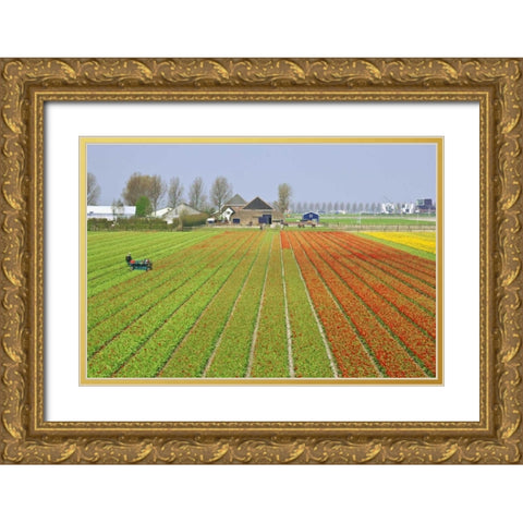 Netherlands, Lisse Tulip farm flower fields Gold Ornate Wood Framed Art Print with Double Matting by Flaherty, Dennis