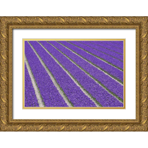 Netherlands, Lisse Purple tulips being grown Gold Ornate Wood Framed Art Print with Double Matting by Flaherty, Dennis