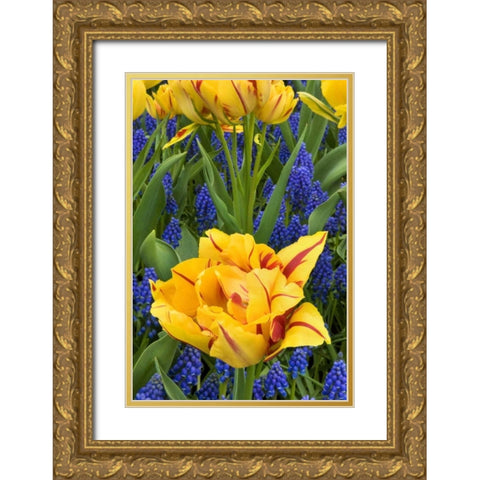Netherlands, Lisse Tulips and grape hyacinth Gold Ornate Wood Framed Art Print with Double Matting by Bush, Marie