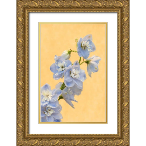 Netherlands, Venlo Delphinium parfait flowers Gold Ornate Wood Framed Art Print with Double Matting by Bush, Marie