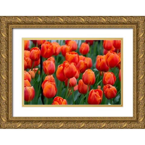 Netherlands-Holland Orange tulips at Keukenhof Gardens  Gold Ornate Wood Framed Art Print with Double Matting by Jaynes Gallery