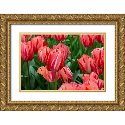 Netherlands-Holland Pink tulips at Keukenhof Gardens  Gold Ornate Wood Framed Art Print with Double Matting by Jaynes Gallery