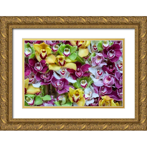 Netherlands Orchids on display at Keukenhof Gardens  Gold Ornate Wood Framed Art Print with Double Matting by Jaynes Gallery
