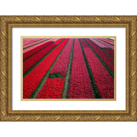 Europe-The Netherlands-Tulip field in the Beemster area Gold Ornate Wood Framed Art Print with Double Matting by Jaynes Gallery