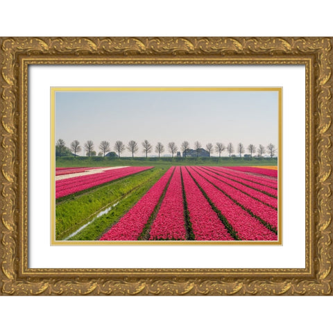 Europe-The Netherlands-Tulip field in the Beemster area Gold Ornate Wood Framed Art Print with Double Matting by Jaynes Gallery