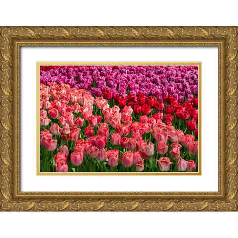 Europe-The Netherlands-Lisse-Close-up of blooming pink tulips in Keukenhof Gardens Gold Ornate Wood Framed Art Print with Double Matting by Jaynes Gallery