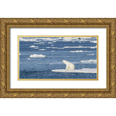 Norway, Svalbard Polar bear sitting in sun Gold Ornate Wood Framed Art Print with Double Matting by Young, Bill