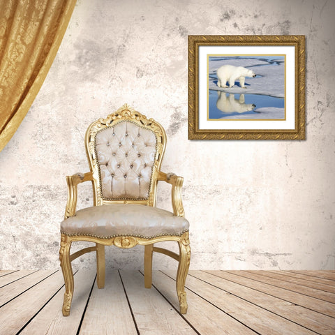 Norway, Svalbard Polar bear reflected in pool Gold Ornate Wood Framed Art Print with Double Matting by Young, Bill