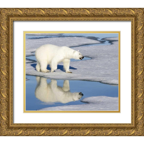Norway, Svalbard Polar bear reflected in pool Gold Ornate Wood Framed Art Print with Double Matting by Young, Bill
